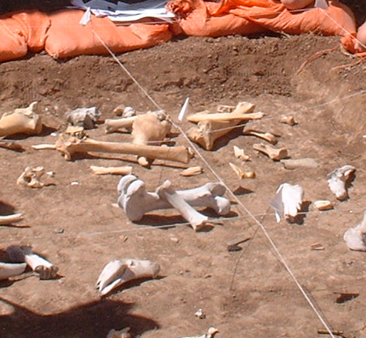 a group of children stand around an area where the ground has been roped off in a grid, and bones laid out, so they can practice mapping them in